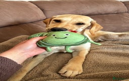 Mixed Breed dogs for sale: New foster or adoption home needed🏡 - Image 2