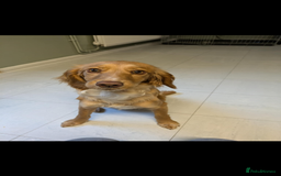 Cocker Spaniel dogs for sale: Sky for sale  - Image 1