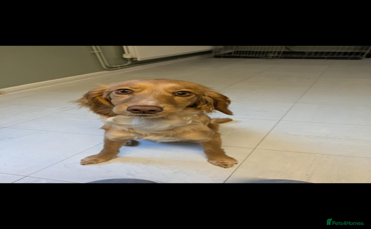 Cocker Spaniel dogs - Advert 15