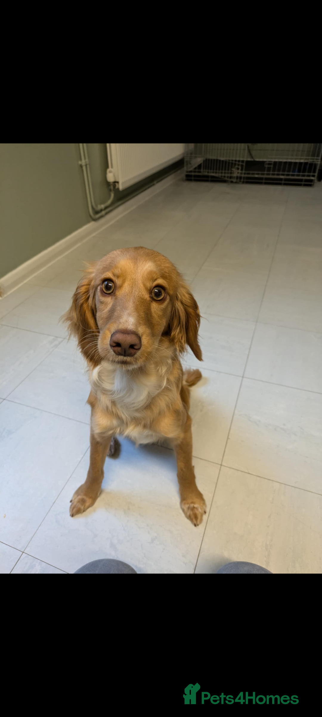 Cocker Spaniel dogs for sale: Sky for sale  - Image 1