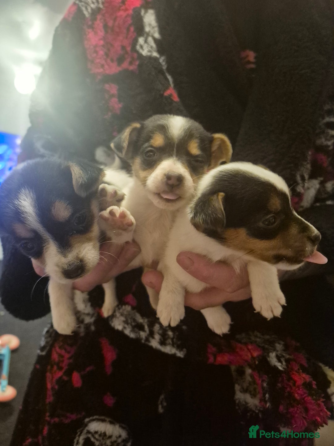 Jack Russell dogs for sale:  3 x Jack russel puppies - Advert 1