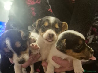 Jack Russell dogs 3 x Jack russel puppies - Advert 14