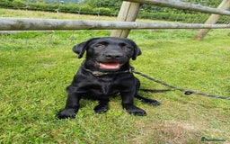 Labrador Retriever dogs for sale: Labradors, vaccinated and ready for new home  - Image 3