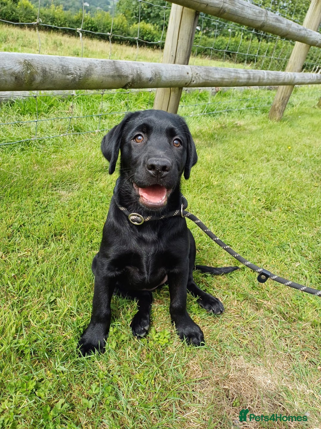 Labrador Retriever dogs for sale: Labradors, vaccinated and ready for new home  - Image 3
