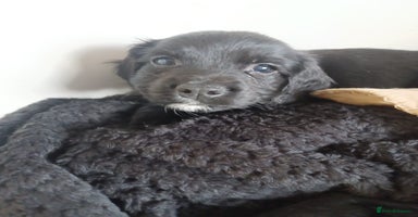 Cocker Spaniel dogs - Advert 2