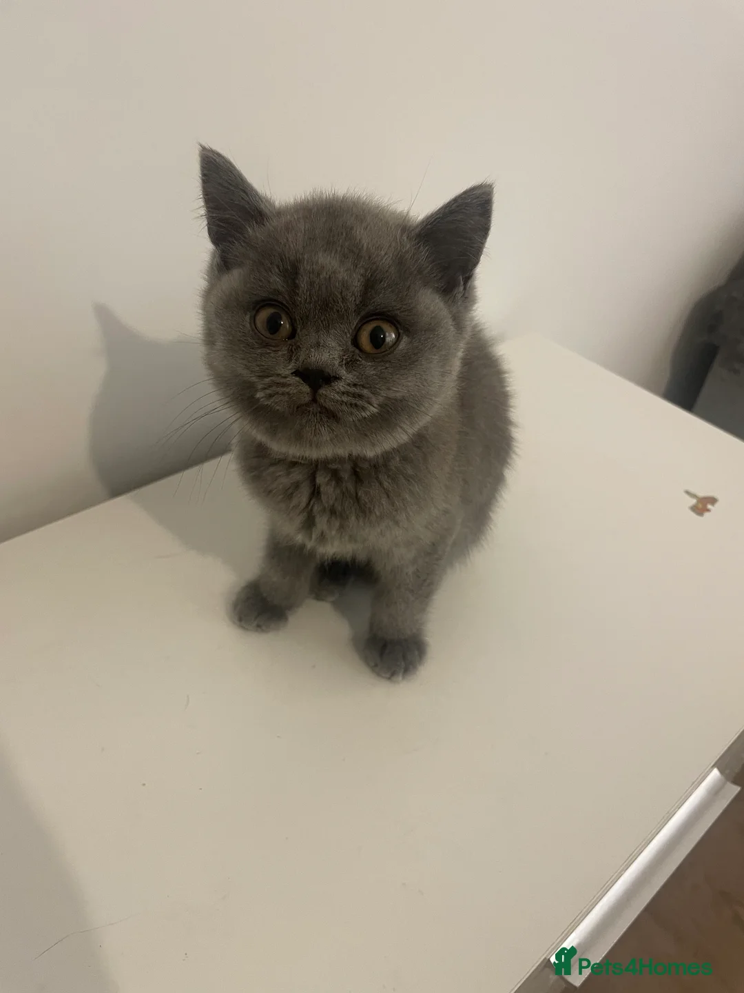 British Shorthair cats for sale: British short hair Pedigree registered  - Advert 9