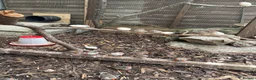 Finches birds for sale: Zebra finches for sale  in Bristol - Advert 2