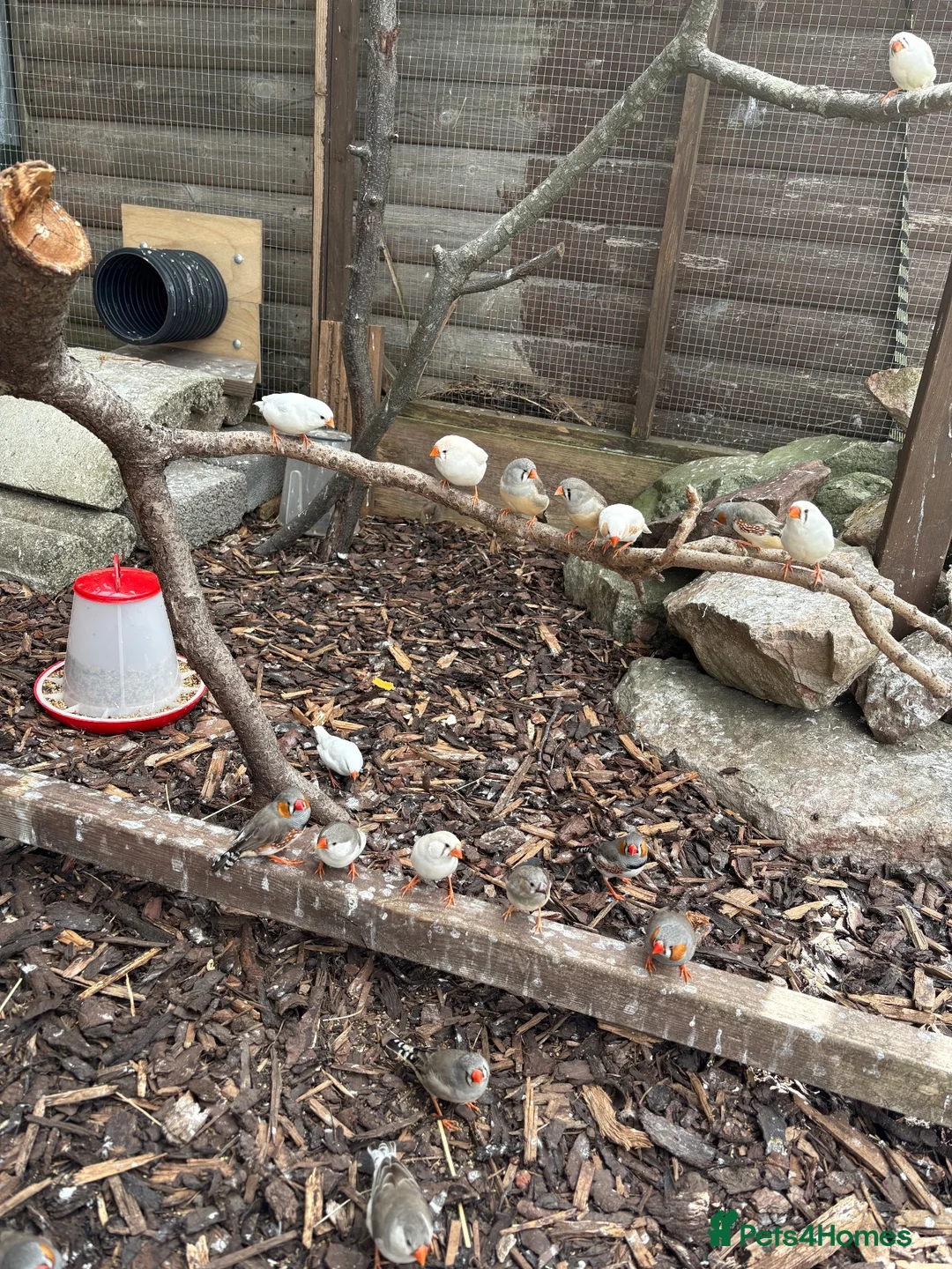 Finches birds for sale: Zebra finches for sale  in Bristol - Advert 2
