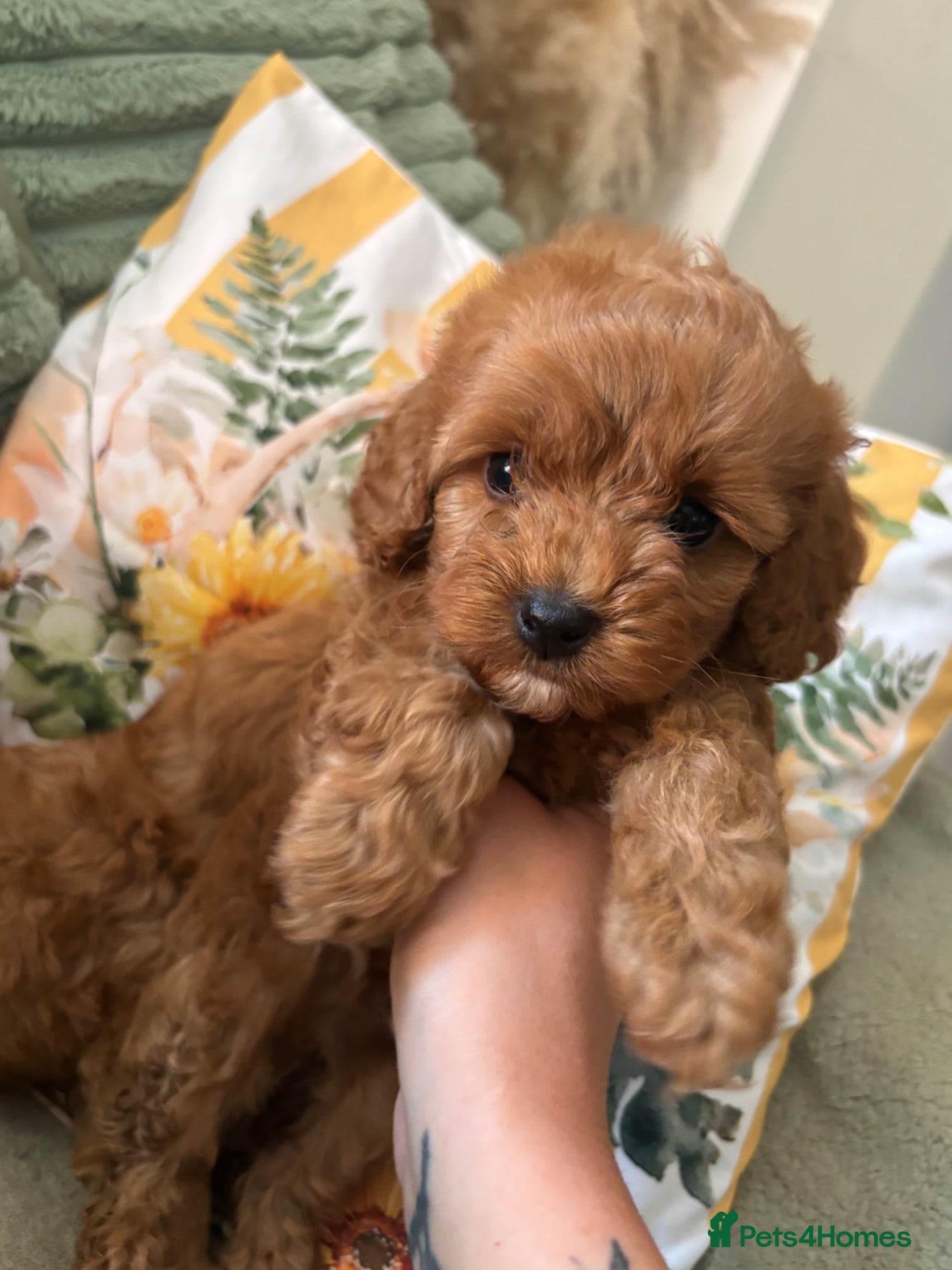 Cockapoo dogs Stunning home reared F1B cockapoos - Advert 1