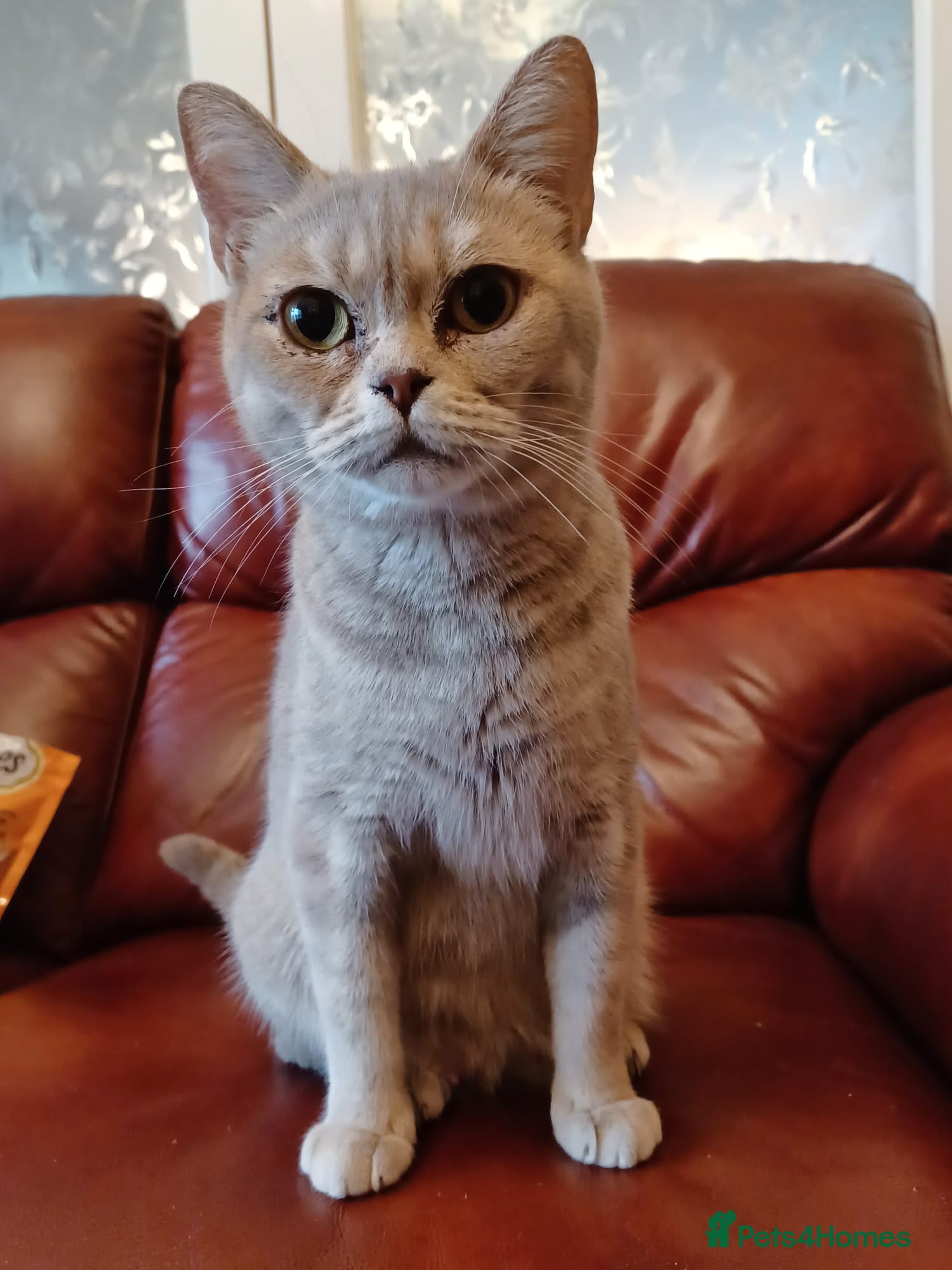 Mixed Breed cats British Shorthair x Chinchilla Persian girls/boys  - Advert 1