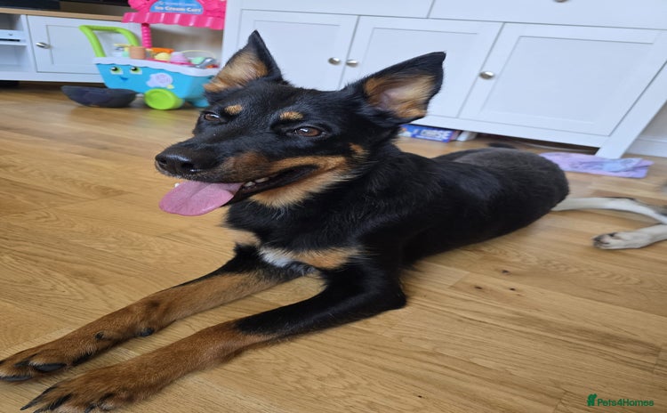 Mixed Breed dogs - Advert 1