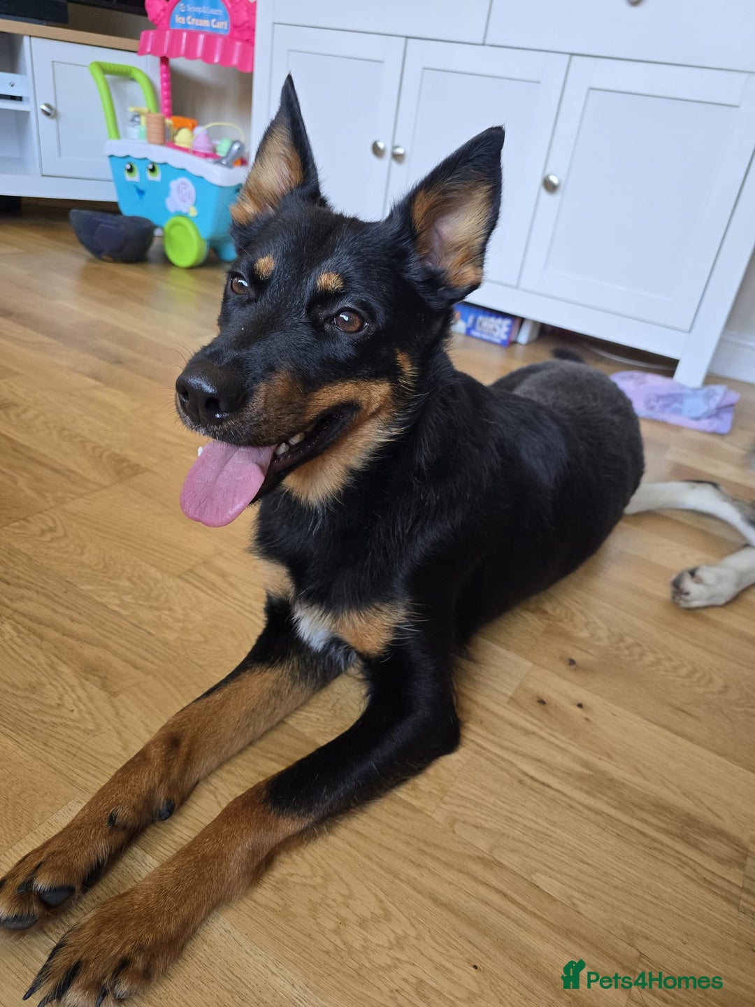 Mixed Breed dogs for sale: Border collie X German shepard female - Image 1