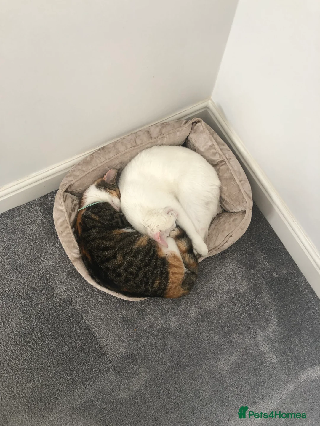 British Shorthair cats for sale: Cute cat - Advert 16