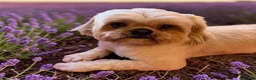 Shih Tzu dogs for sale: Shih Tzu male 6yrs - Advert 1