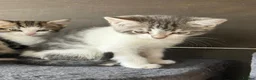 Mixed Breed cats for sale: Mixed breed kittens  - Advert 6