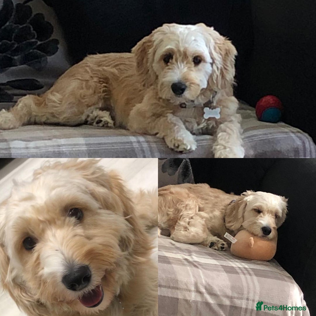 Australian Labradoodle dogs for sale: Australian Labradoodle, exceptional homes only - Advert 15