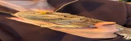 Bearded Dragon reptiles for sale: Beautiful bearded dragon in Exeter - Advert 3