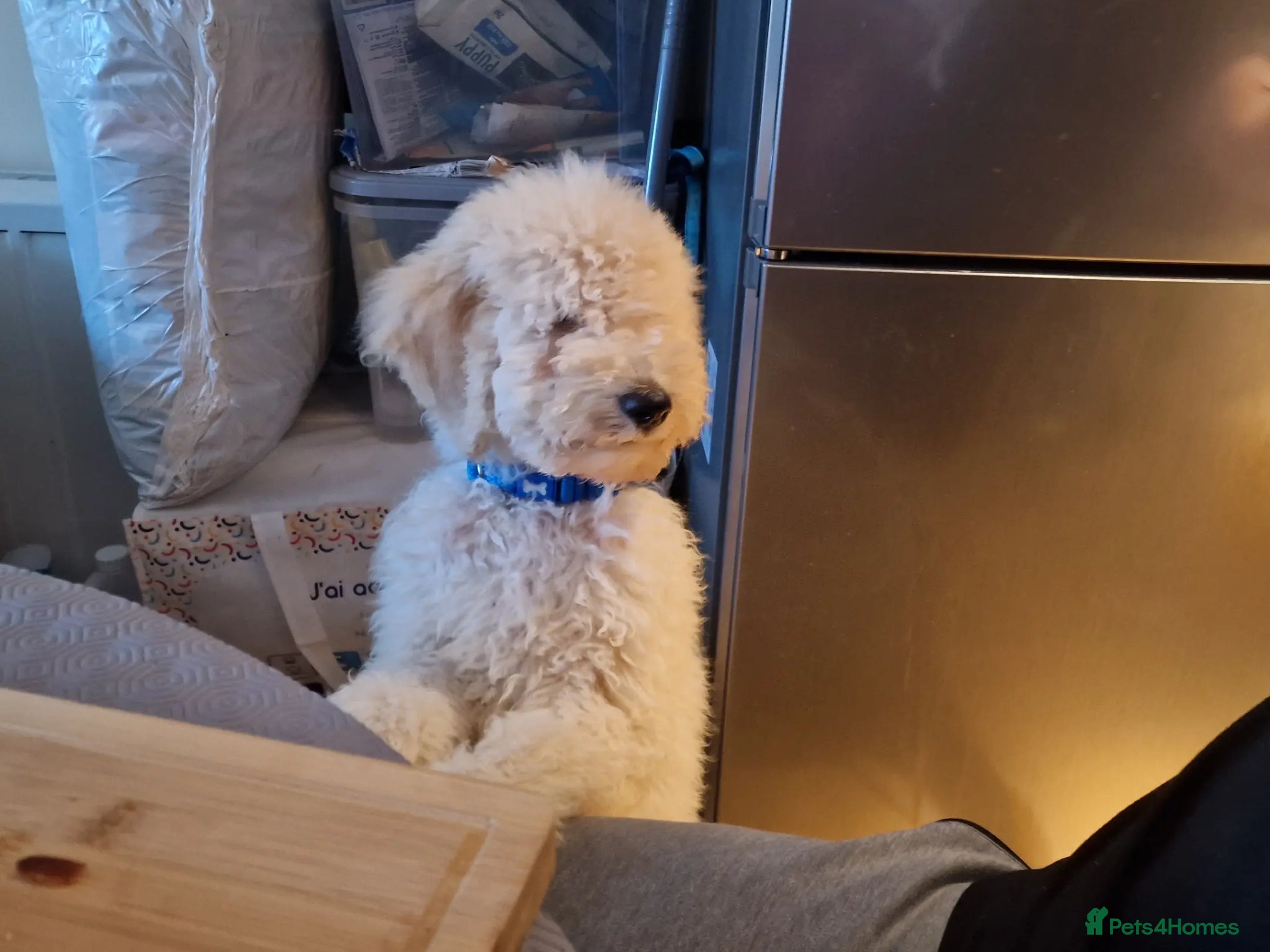 Standard Poodle dogs for stud: Standard White Poodle as stag - Advert 13