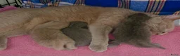 British Shorthair cats for sale: British Shorthair Kittens | Champion Lines - Advert 5