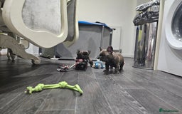 French Bulldog dogs for sale: French bulldog puppies  - Advert 30