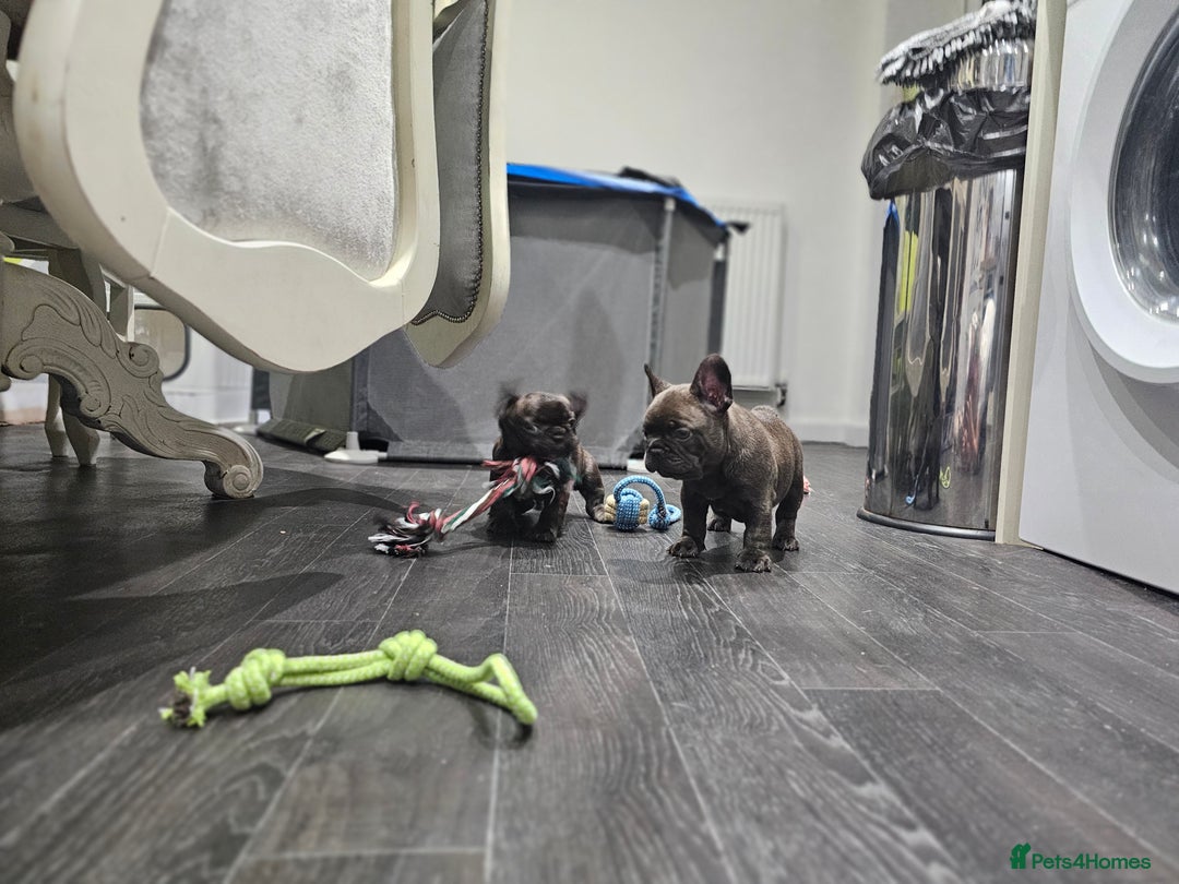 French Bulldog dogs for sale: French bulldog puppies  - Advert 30