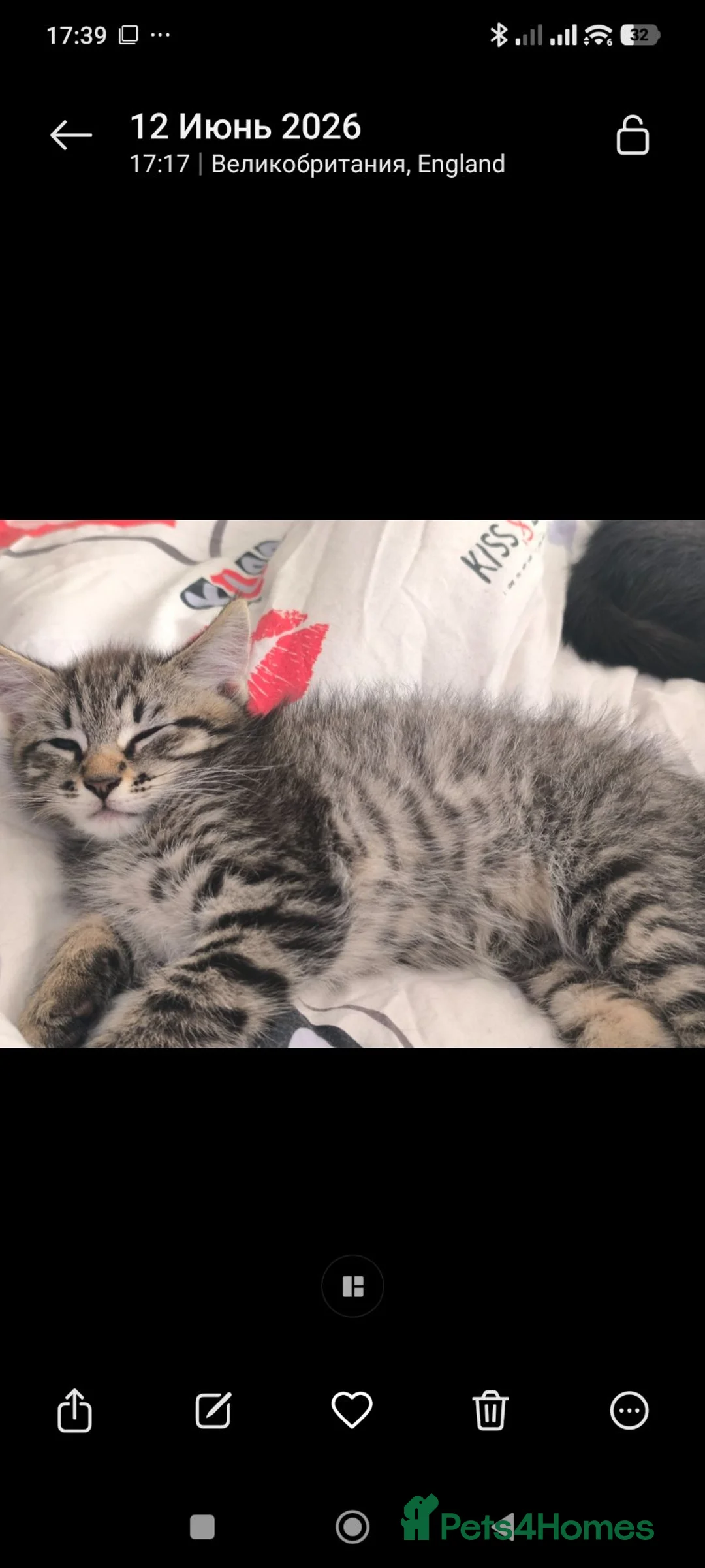 Mixed Breed cats for sale: Wonderful big boy. - Advert 2