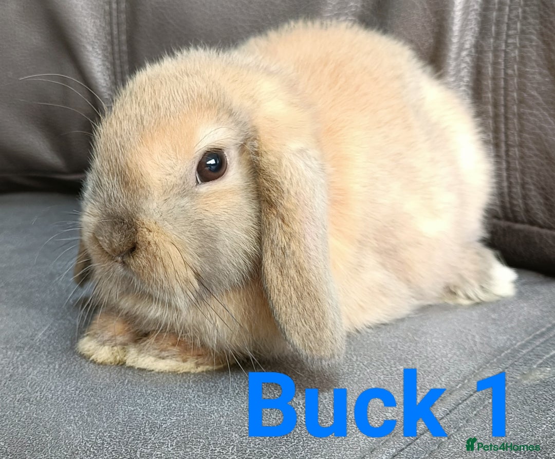 Mini Lop rabbits for sale: 🐰Beautiful mixed litter of Plush x Mini Lop kits - Image 6