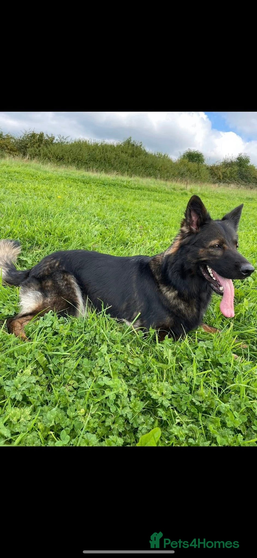 German Shepherd dogs for sale: Pedigree, Czech Line, Straight Back - Advert 5