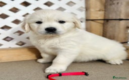 Golden Retriever dogs for sale: Adorable Golden Retriever puppies available.  - Image 6