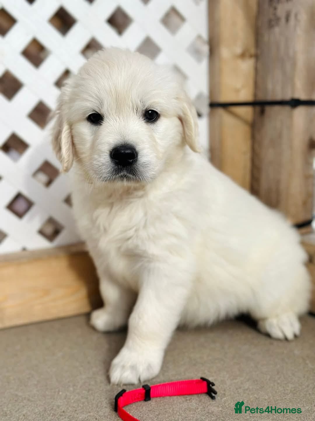 Golden Retriever dogs for sale: Adorable Golden Retriever puppies available.  - Image 6