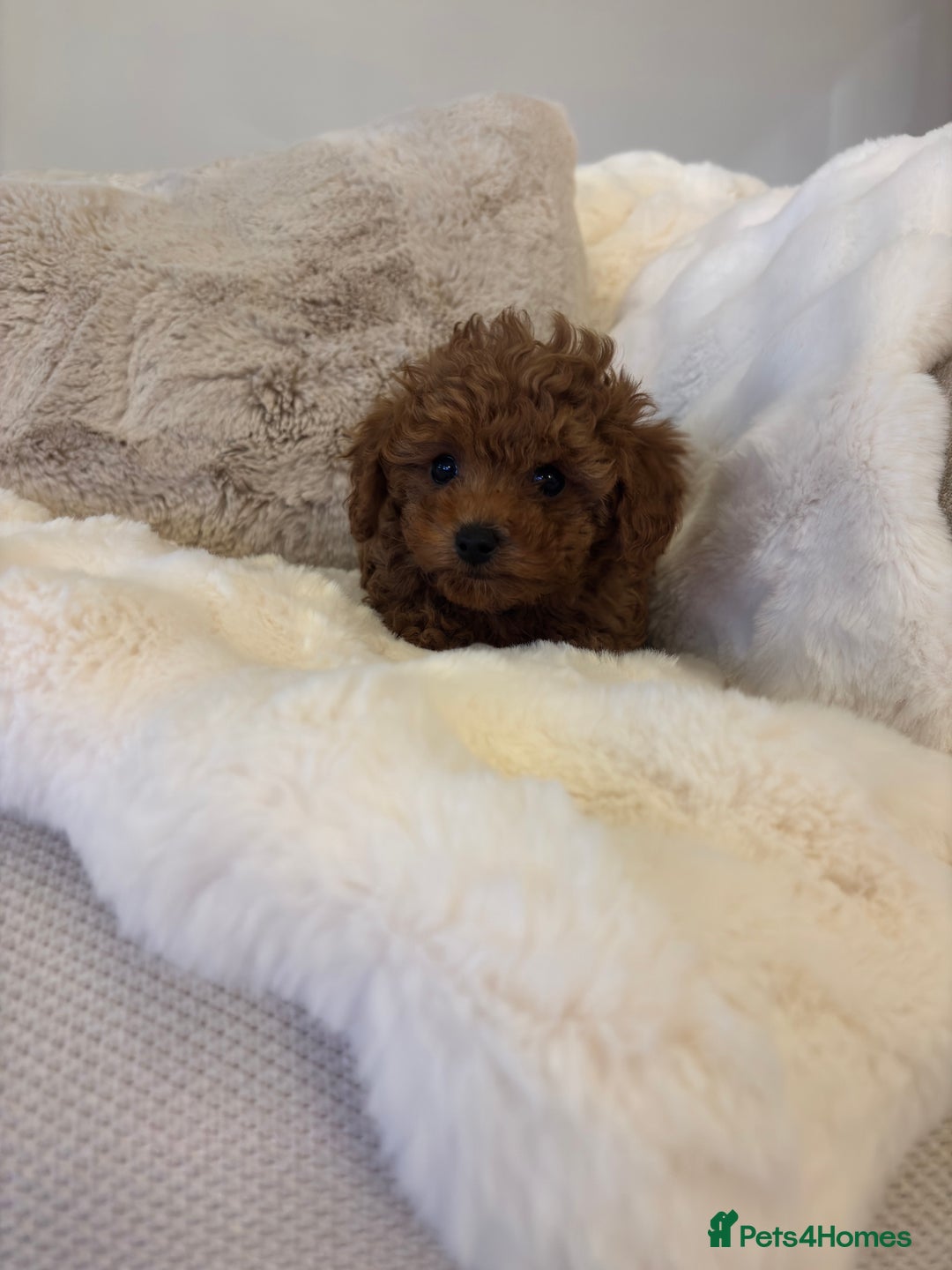Toy Poodle dogs for sale: Asian x toy poodles available  - Advert 7