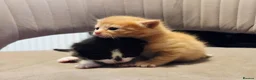 Domestic Shorthair cats for sale: Beautiful, healthy & happy kittens for rehoming in Cranbrook - Advert 22