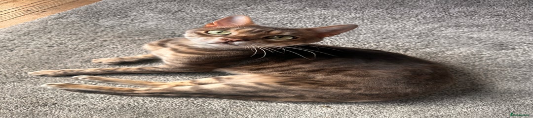 Snoop 