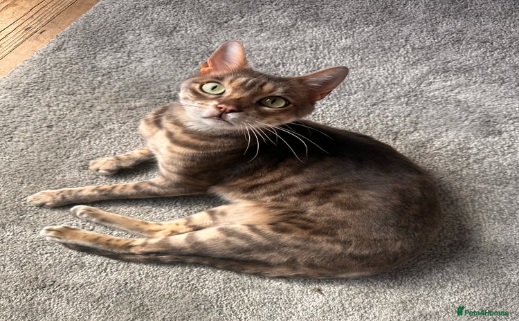 Bengal cats - Advert 9