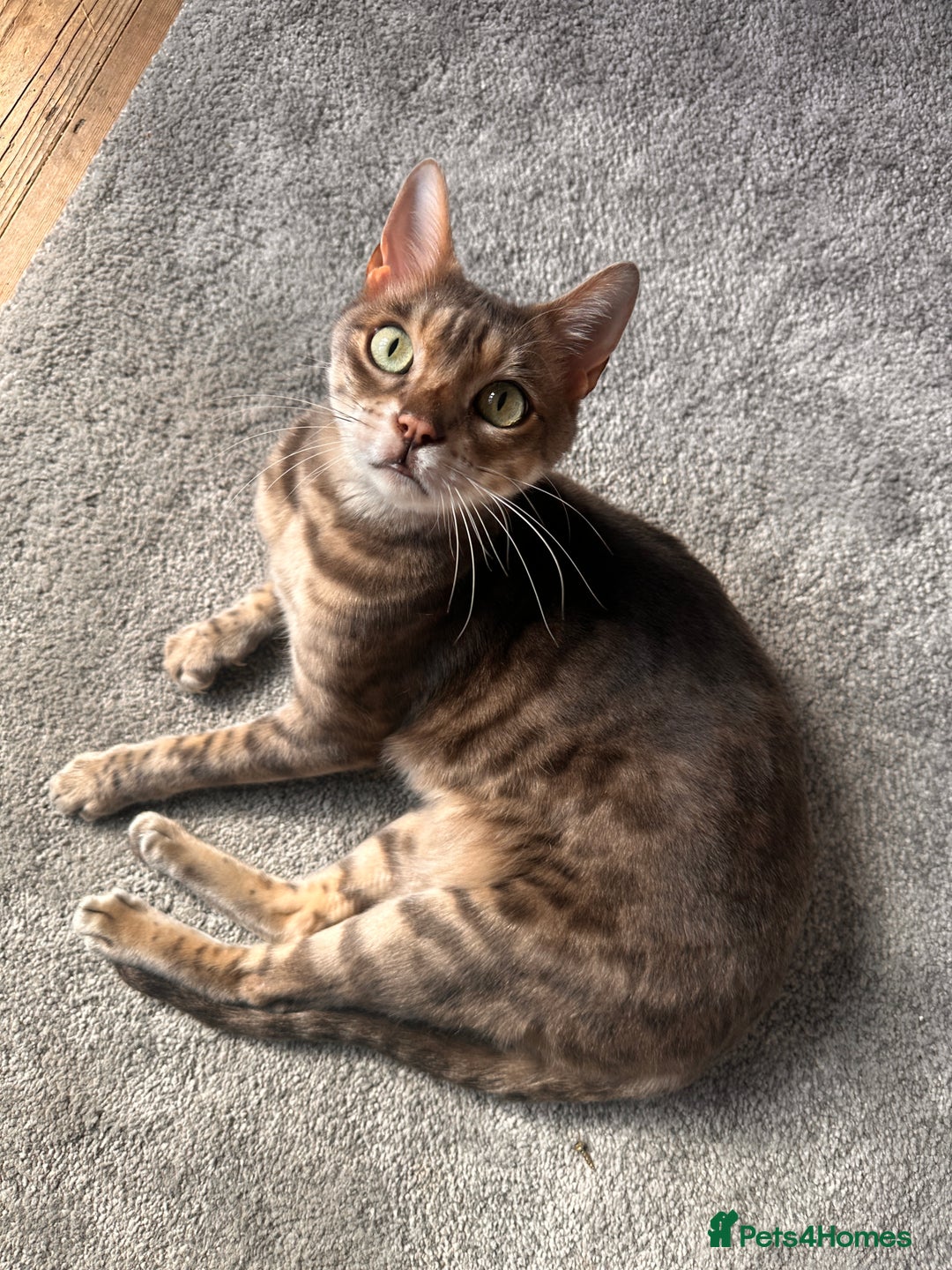 Bengal cats for sale: 6 year old bengal neutered male looking for home  - Image 1