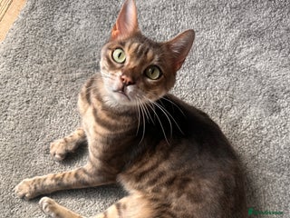Bengal cats - Advert 36