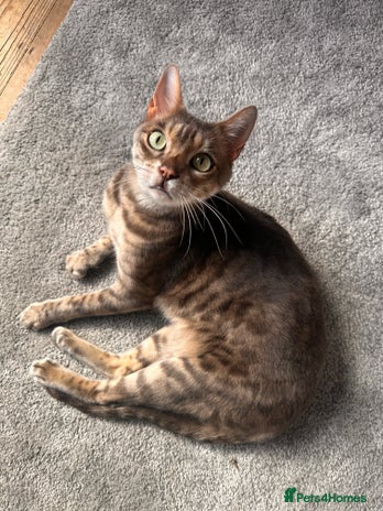 Bengal cats - Advert 16