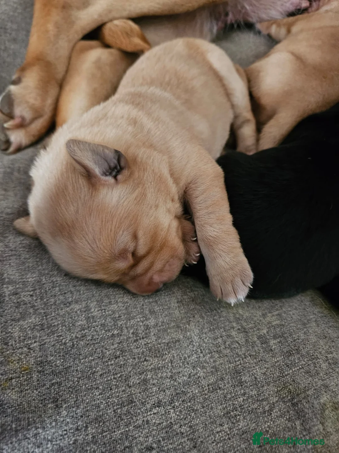 Labrador Retriever dogs for stud: PROVEN LABRADOR FOR STUD PROVEN  in Wolverhampton - Advert 12