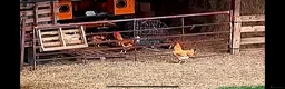 Chickens poultry for sale: X2 Friendly Cockerels / 1 year old  in Wimborne - Advert 2