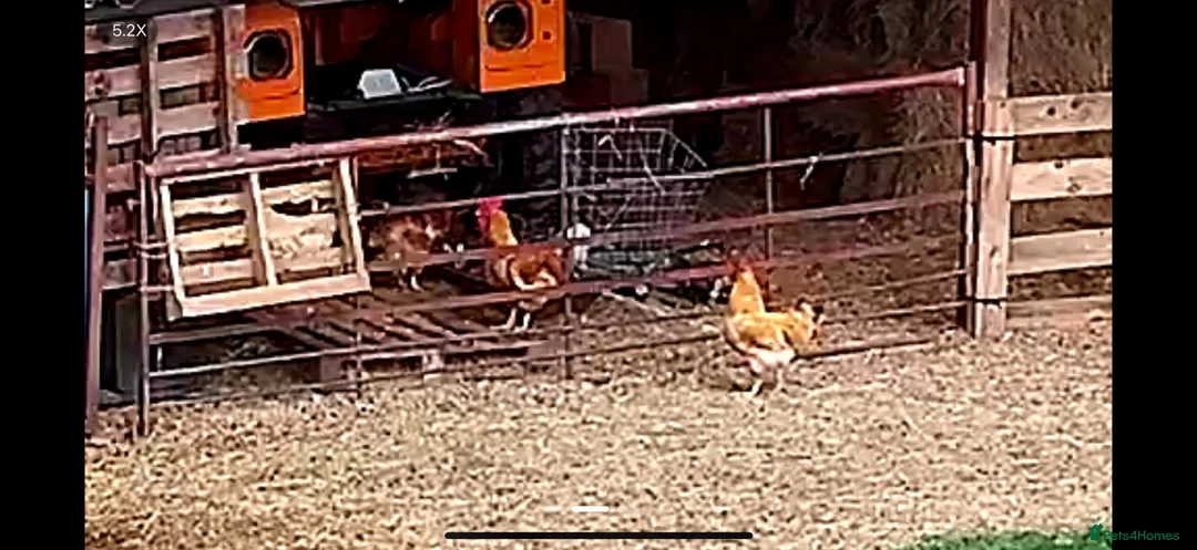 Chickens poultry for sale: X2 Friendly Cockerels / 1 year old  in Wimborne - Advert 2