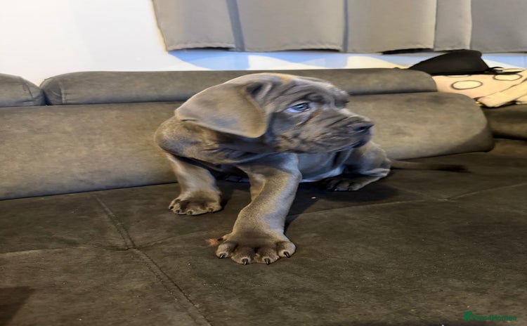 Cane Corso dogs 2-Month-Old Cane Corso Puppy – Rehoming - Advert 3