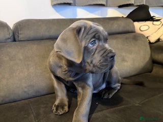 Cane Corso dogs 2-Month-Old Cane Corso Puppy – Rehoming - Advert 2