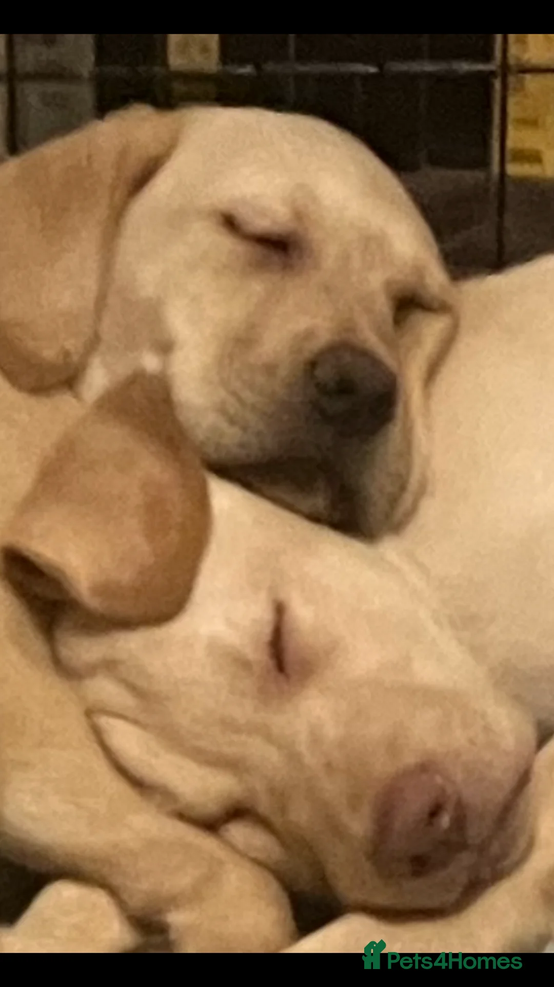 Labrador Retriever dogs for sale: Gorgeous Labrador puppies for sale. - Advert 3