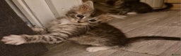 Maine Coon cats for sale: Sweet Maine Coon kittens - Advert 7
