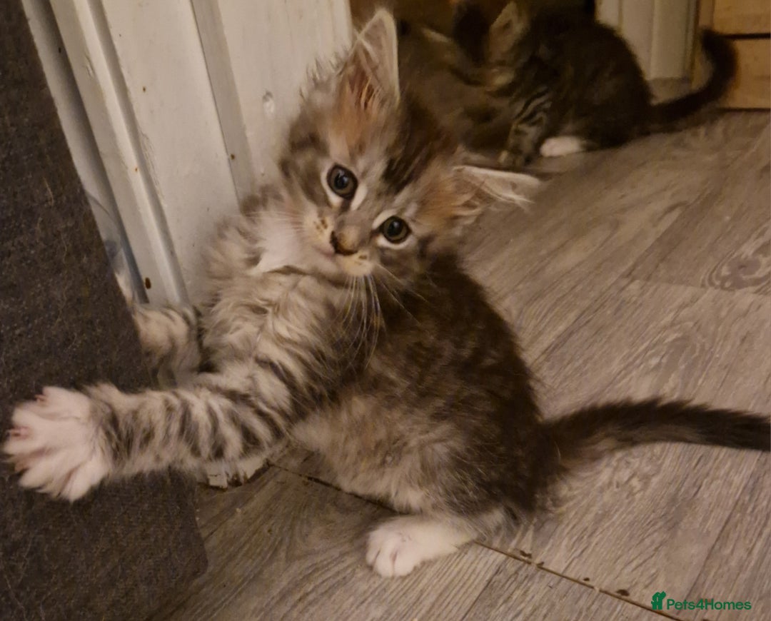 Maine Coon cats for sale: Sweet Maine Coon kittens - Advert 7