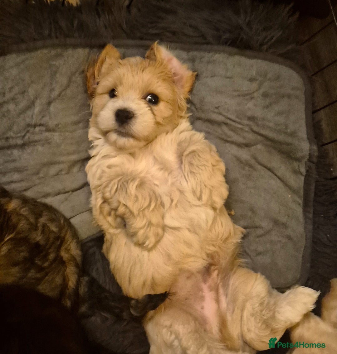 Mixed Breed dogs for sale: Mixed-breed  - Advert 4