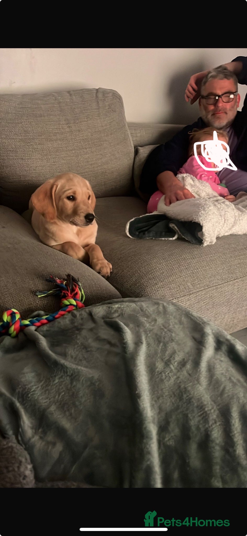 Labradoodle dogs Beautiful blonde labradoodle for sale - Advert 18