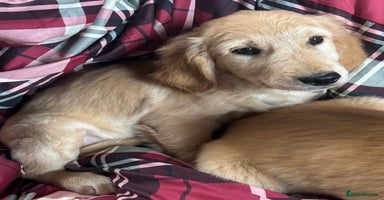 Golden Retriever dogs - Advert 5