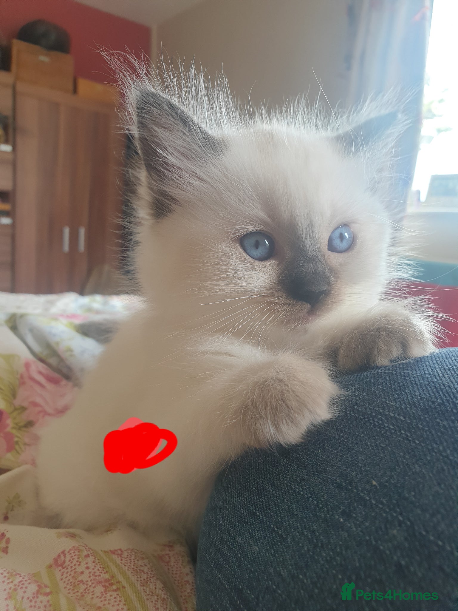 Ragdoll cats for sale: Ragdoll fluffy kittens x 4 chocolate seal point - Advert 22