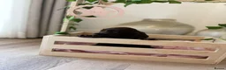Cocker Spaniel dogs for sale: Show type cocker spaniels KC  - Advert 19